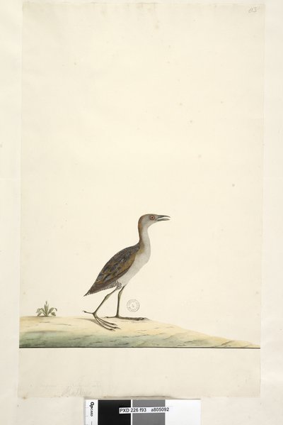 Strana 93. Rallus. nad titulem v jiné ruce srpen. Přirozená velikost Crake Marsh Porzana pusilla, 1791-92 od Unknown artist