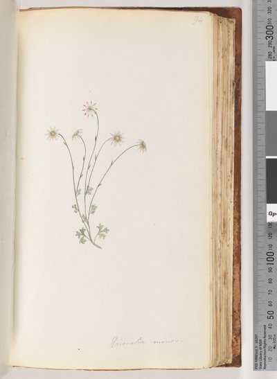 Strana 94. Eriocalia minor od Unknown artist