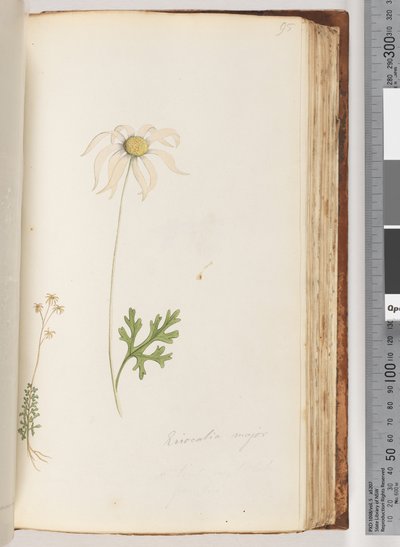 Strana 95. Eriocalia major od Unknown artist