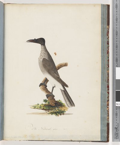 Strana 95. Hlučný Friarbird. Honeyeater s knoflíkem od Unknown artist