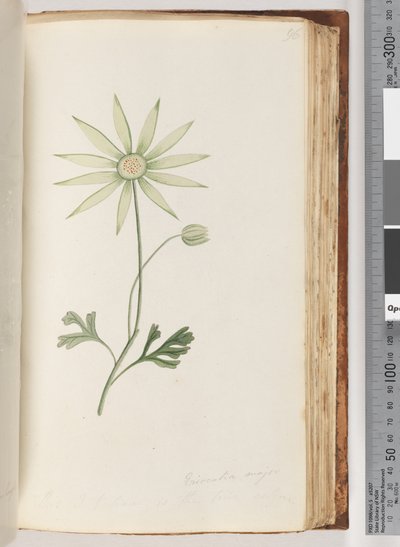 Strana 96. Eriocalia major. Tohle je podle mě ta pravá barva od Unknown artist