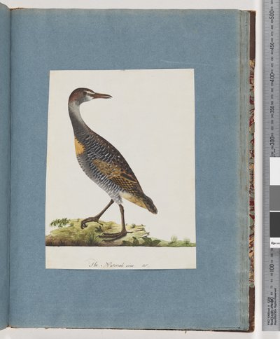 Strana 99. Buff-banded Rail od Unknown artist