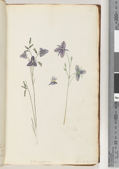Page 9. Chlamysporum Sal. in Par Lond. No. 35 od Unknown artist