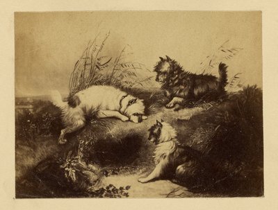 [Obraz psů od Charlese Tomkinse] od Unknown artist