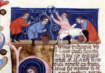 Sběr ovoce a dojení ovčího mléka. Rukopis ze 14. století. biblioteca Nazionale Braidense. Milán od Unknown artist