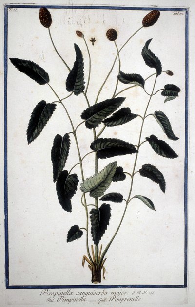 Pimprenelle: Pimpinella Sanguisorba major. od Unknown artist