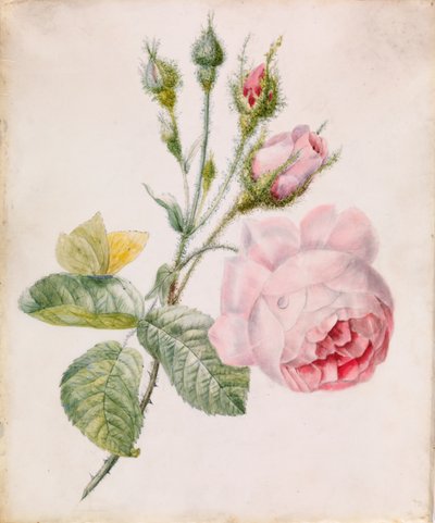 Růžová růže a žlutý motýl od Unknown artist