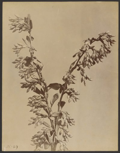 [Rostlina s trsy lusků] od Unknown artist