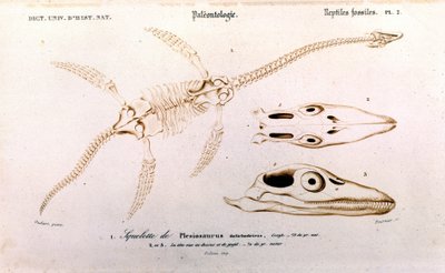 Plesiosaur z Univerzálního přírodopisného slovníku od Unknown artist