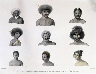 Portréty Papuy z ostrova Rawak. od Unknown artist
