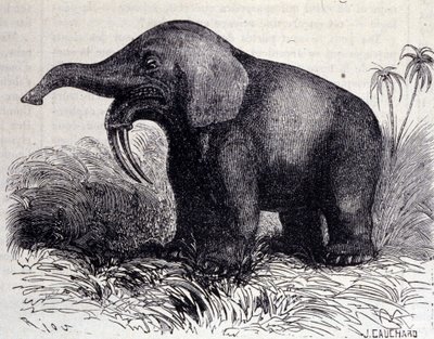 Prehistorie: reprezentace Dinotheria, typ tlustokožce. od Unknown artist