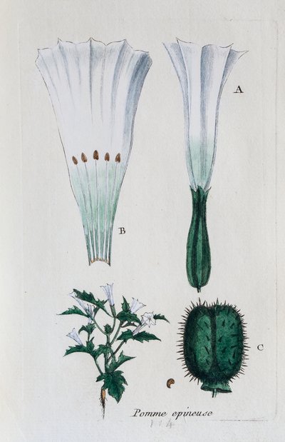 Opuncie (datura, jimsonweed) od Unknown artist