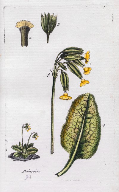 Primrose od Unknown artist