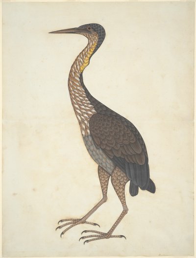 Volavka purpurová (Ardea purpurea) od Unknown artist