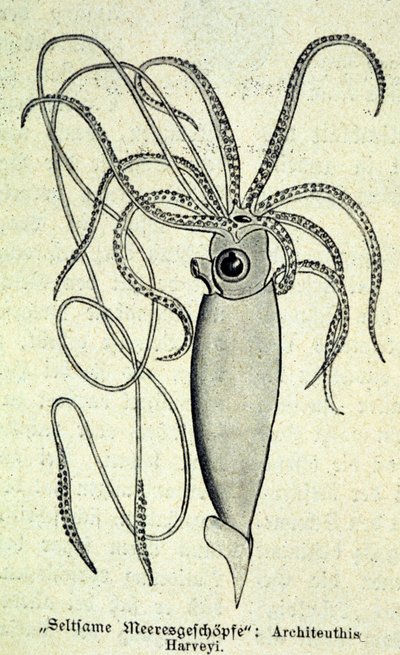 Zastoupení Architeuthise Harveyi, obří chobotnice. od Unknown artist