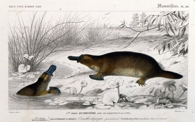 Znázornění ornithorynch (Ornithorhynchus paradoxus, Blum.). rytina z „Univerzálního přírodopisného slovníku“ od C. D