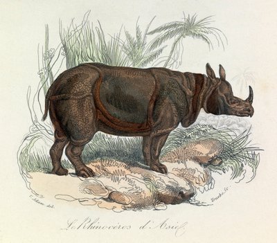 Asijští nosorožci klasifikovaní podle Linnénovy nomenklatury a Cuviera (rytina) od Unknown artist