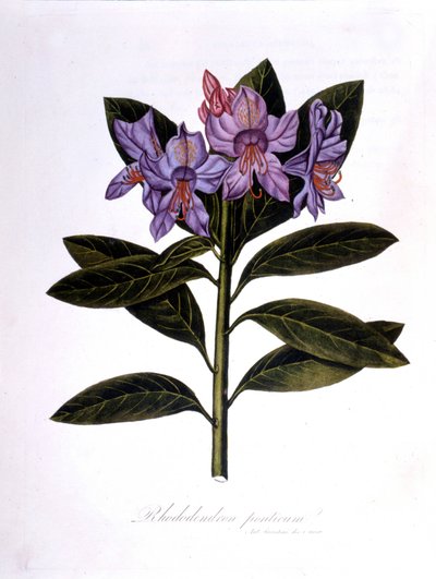 Rododendron (Rododendron Bridges). od Unknown artist