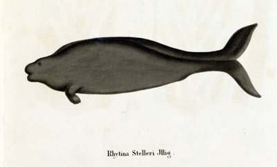 Rhytina Stelleri nazývaná také mořská kráva Steller, exemplář zmizel v 18. století. od Unknown artist