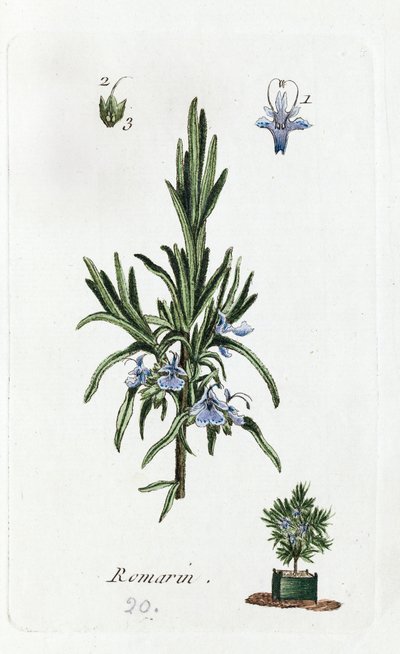 Rosemary od Unknown artist