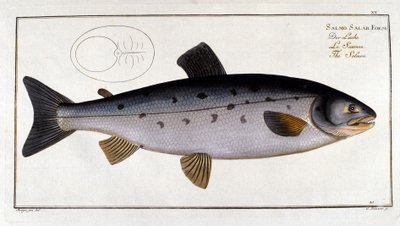 Losos (Salmo salar) od Marca Eliesera Blocha Ichtyologie Paříž - Berlín - Londýn 1787. od Unknown artist