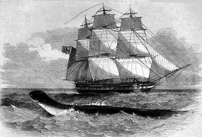Mořská příšera: výskyt mořského hada na fregatní cestě Daedalus v roce 1848. Rytina z 19. století. od Unknown artist