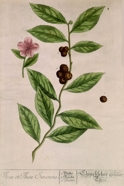 Čajovník Sinensis - botanická deska od Unknown artist