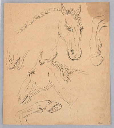 Náčrtky koňských hlav a kopyt od Unknown artist