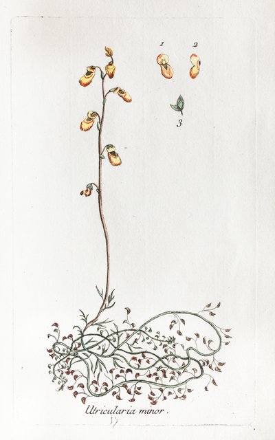 Malý Uricularis od Unknown artist