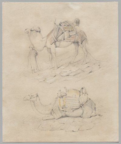 Studium velbloudů od Unknown artist