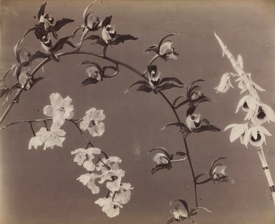 Studium orchidejí od Unknown artist