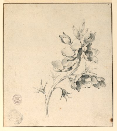 Studie větve divokých růží od Unknown artist