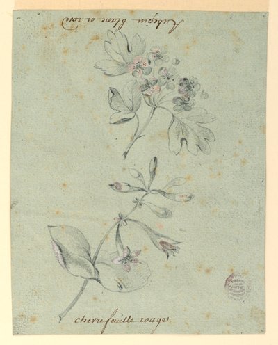 Studie hlohu a zimolezu od Unknown artist