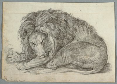 Studie lva od Unknown artist