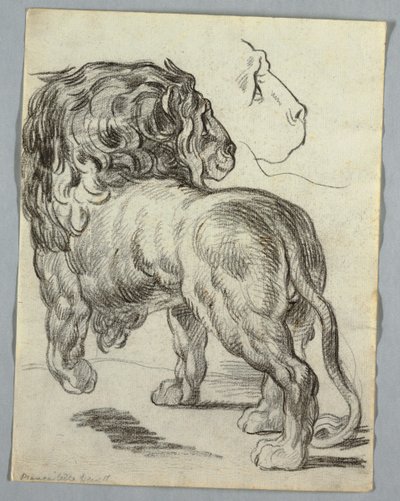 Studie lva od Unknown artist