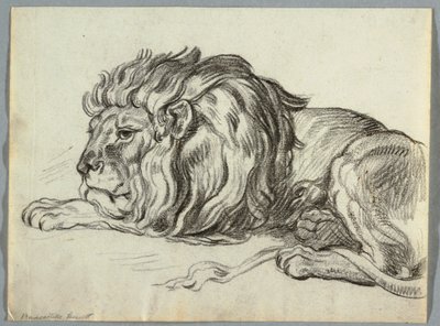 Studie lva od Unknown artist