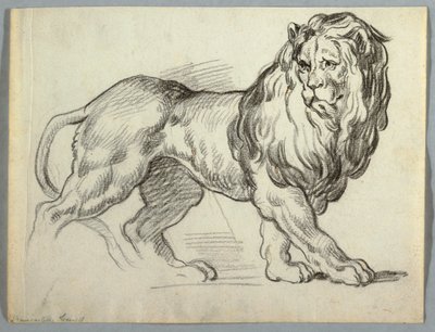 Studie lva od Unknown artist
