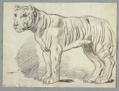 Studie tygra od Unknown artist