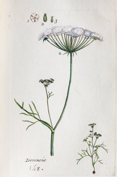 Terrenoix (Terre-Noix, Nox de Terre) od Unknown artist