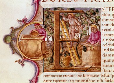 Harvest Lettrine rukopisu „Přírodopis“ římského spisovatele a přírodovědce Plinia Staršího (23-79 n. l.) 15. století Benátská biblioteca Marciana od Unknown artist
