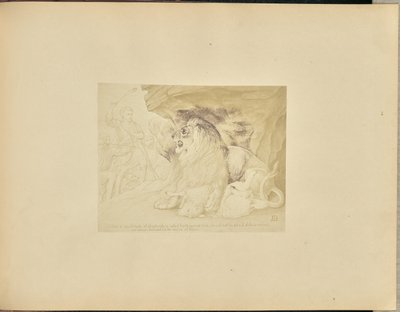 Lev od Unknown artist