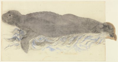 Monk Seal-Monachus Monachus od Unknown artist