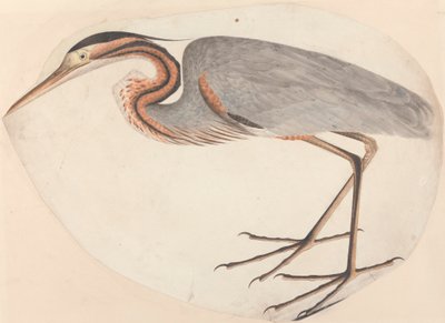 Volavka fialová od Unknown artist