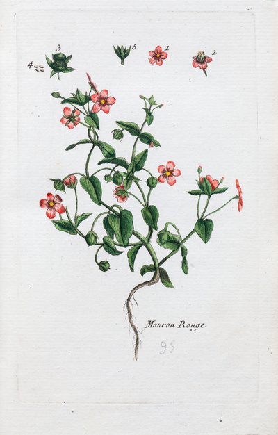 Šarlatový Pimpernel od Unknown artist