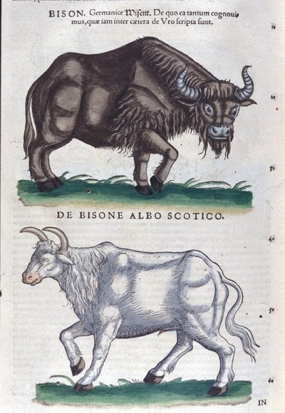 Bizon a bílý bizon z Historia animalium od Konrada Gesnera, Tiguri od Unknown artist