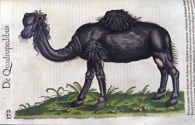 Velbloud z Historie zvířat od Konrada Gesnera, Tiguri od Unknown artist