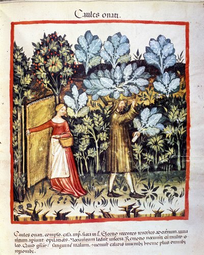 Úroda květu zelí v zeleninové zahradě. Osvětlení z dojení medicíny a dietetiky „“Tacuinum sanitatis““ od Unknown artist