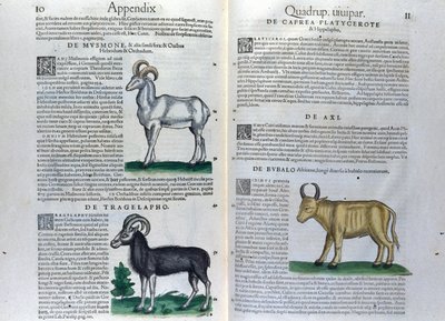 Dvojstrana čtyřnožců v Historia Animalium od Conrada Gesnera (1516 - 1565), Tiguri od Unknown artist