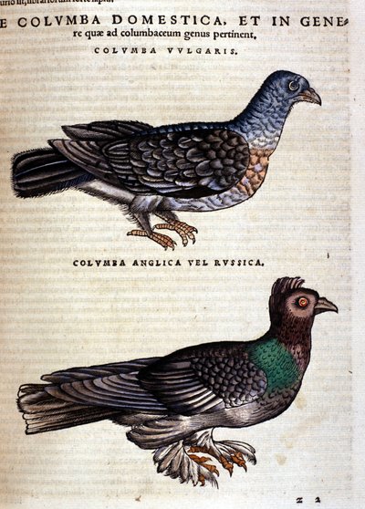 Holubice podle Historia Animalium Conrada Gesnera, Tiguri 1560. Biblioteca Nazionale Braidense. Milán od Unknown artist