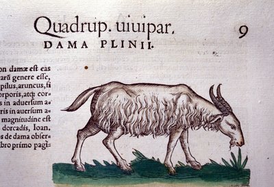 Koza po Historia animalium od Konrada Gesnera, Tiguri od Unknown artist